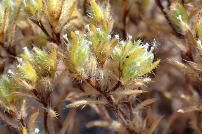 Torrey's Cryptantha has very small white flowers, usually in 2’s congested at the tips. The outer whorl of the flowers (calyx) is generally constricted above. Cryptantha torreyana 